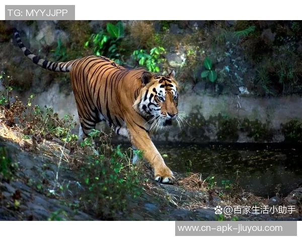 人类与老虎的生死对决探讨人与自然的和谐共生之道